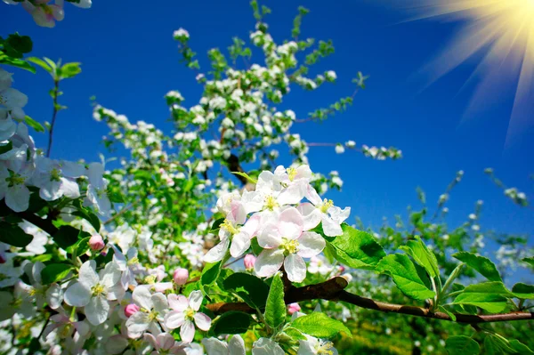 Blooming apple tree. — Stock Photo, Image