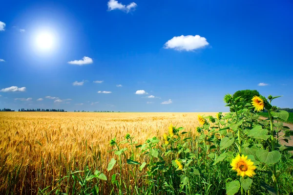 Campo cheio de sementes de trigo dourado . — Fotografia de Stock