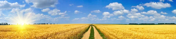 Sonne und Feld voller Weizen — Stockfoto