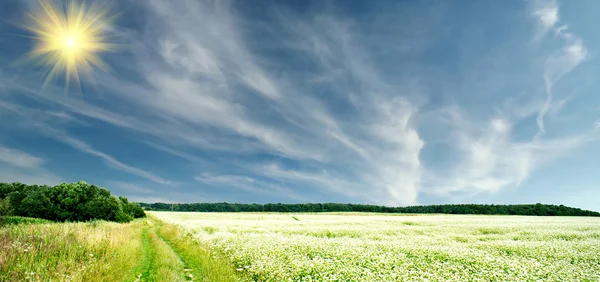 Campo pieno di grano saraceno e paesaggio nuvoloso con raggi di sole . — Foto Stock