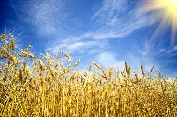 Sommer Ansicht von reifem Weizen. — Stockfoto