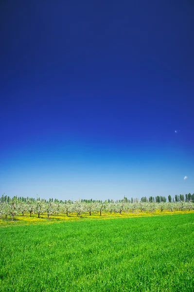 Panorama kebun apel dan lapangan hijau pada musim semi . — Stok Foto