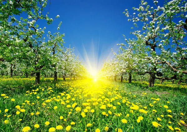 Jablečný sad na jaře. — Stock fotografie