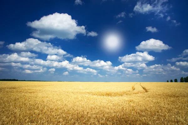 Złoty pszenicy i zabawny słońce na niebie. — Zdjęcie stockowe