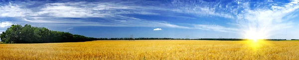 Fine harvest of golden oats. — Stock Photo, Image