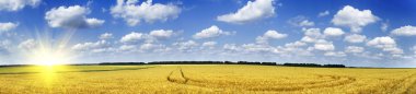 Golden wheat field. clipart