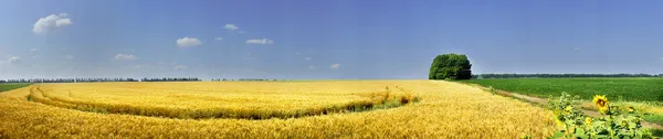 Feld voller goldener Weizensamen. — Stockfoto