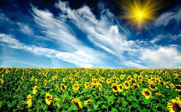 Bewölkt blauer Himmel und Sonnenblumenfeld. — Stockfoto