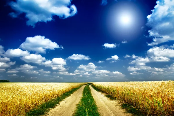 太陽を楽しいし、小麦の完全なフィールド. — ストック写真
