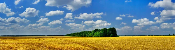 Bulutlu gökyüzü ve buğday tarlası. — Stok fotoğraf