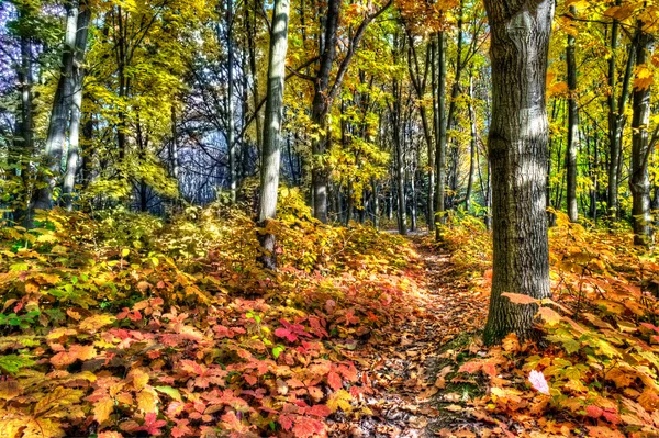 Amazing grove covered by autumnal carpet. — Stock Photo, Image