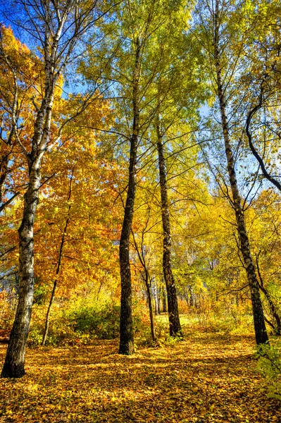 Bosque de outono vívido . — Fotografia de Stock
