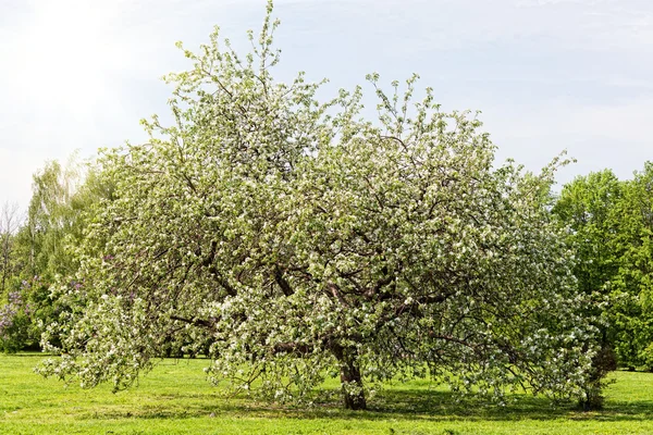 Big apple-tree on a green glade in park
