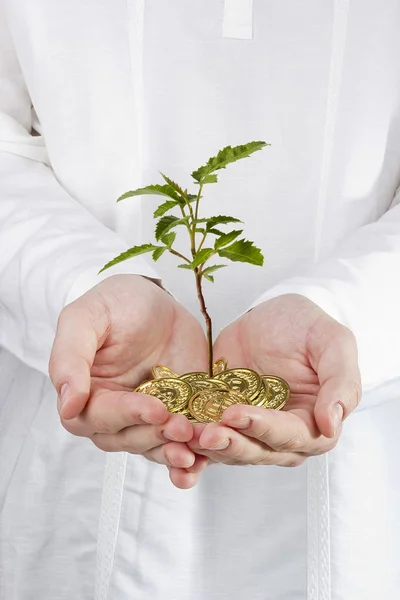 Tree Growing Out of Coins — Stock Photo, Image