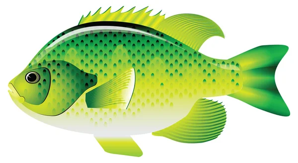 Bluegill sunfish — Stock Vector