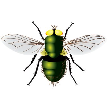 Green fly clipart