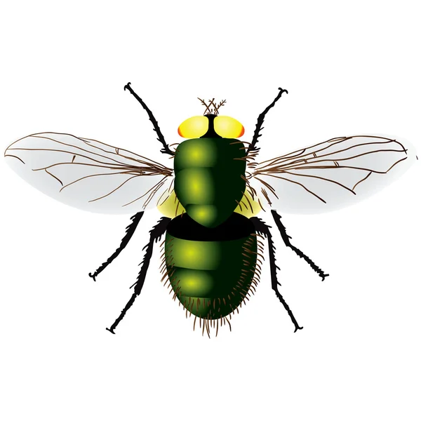 Πράσινη μύγα — Διανυσματικό Αρχείο