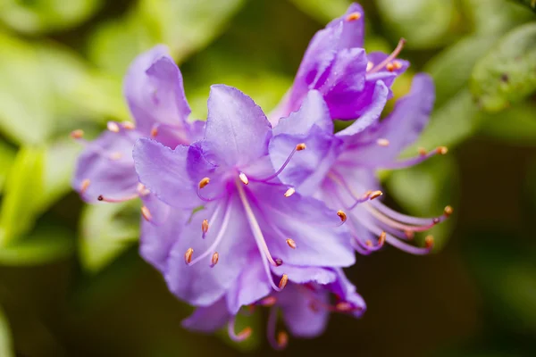 Purple lily — Stockfoto
