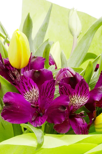 Purple Alstroemeria Flowers — Stock Photo, Image