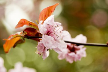 pembe lily çiçek