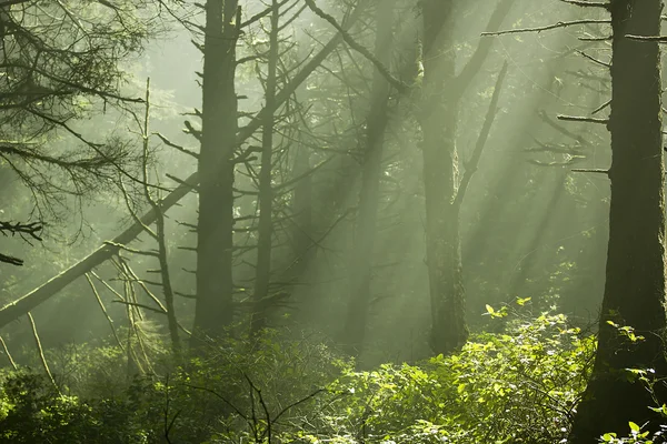Forest Sunlight — Stock Photo, Image