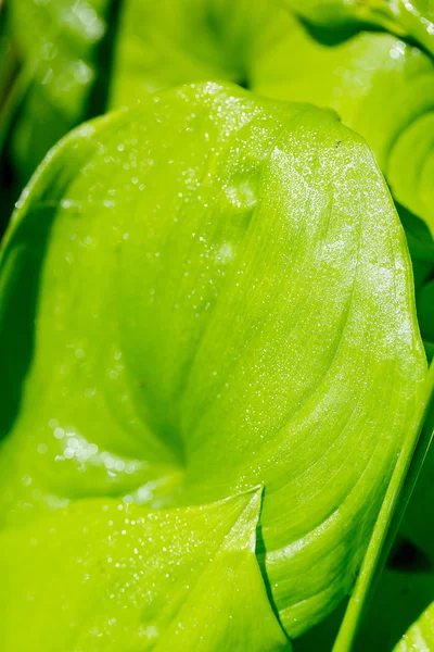 Liść zielony — Zdjęcie stockowe