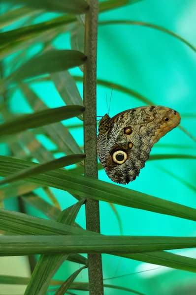 Papillon Images De Stock Libres De Droits