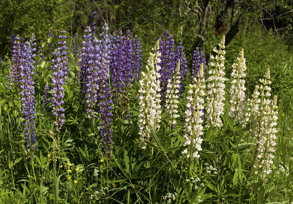 Colorful blooming lupines — Stock Photo, Image