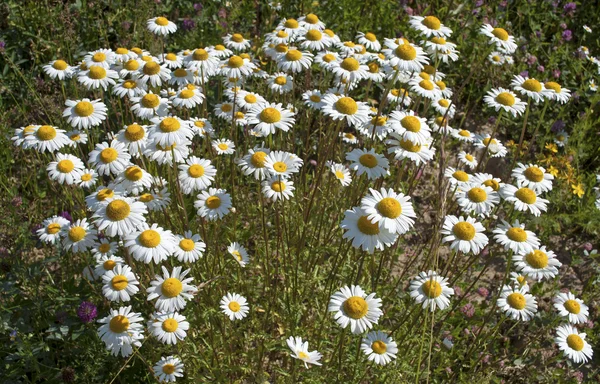 Marguerites sauvages en fleurs — Photo