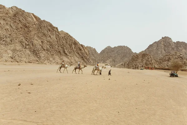 Camel safari — Stock Photo, Image