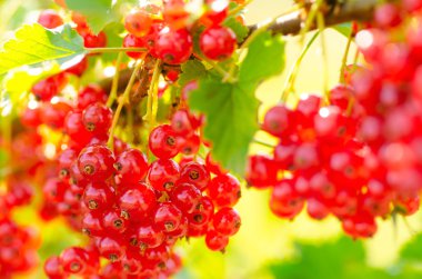 Red currant clipart