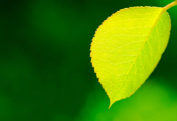 Fresh green leaf — Stock Photo, Image