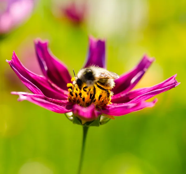 stock image Bee on cosmos flower