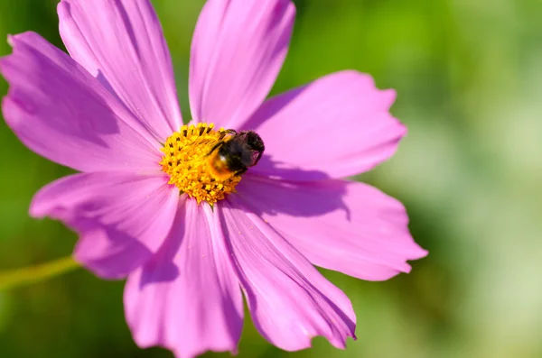 Včela na kosmu květina — Stock fotografie
