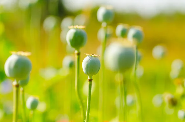 stock image Papaver flower