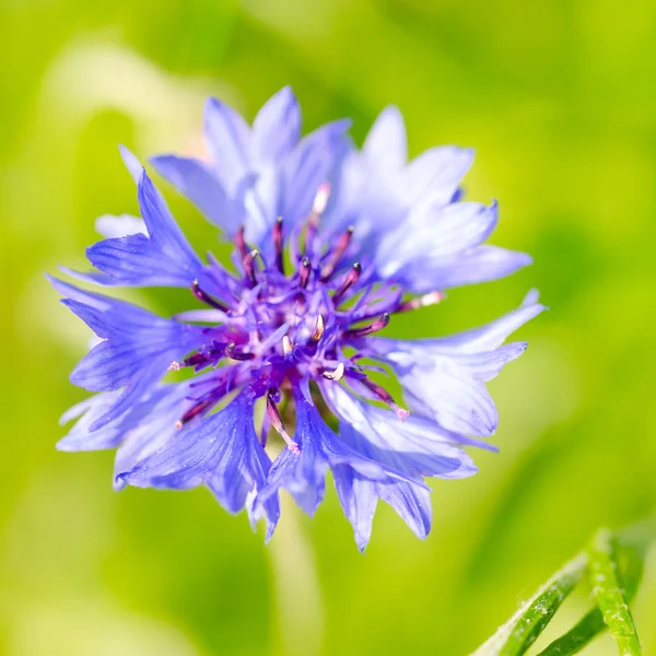 Phyteuma flower — Stock Photo, Image