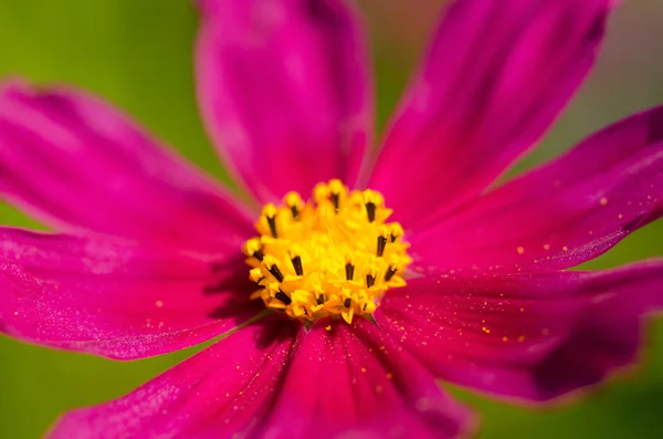 Fiore del cosmo — Foto Stock