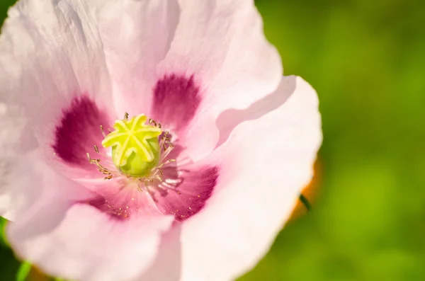 stock image Pink flower