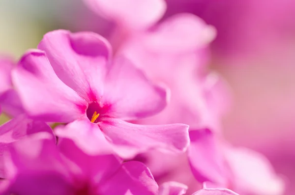 Флокс-цветок — стоковое фото
