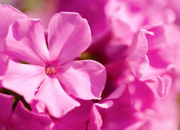 stock image Phlox flower