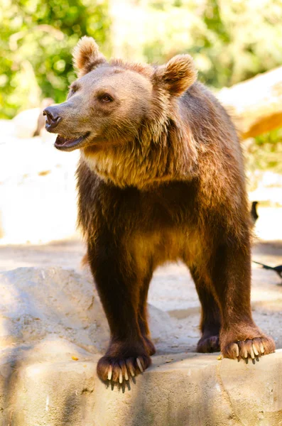 Ursus arctos —  Fotos de Stock