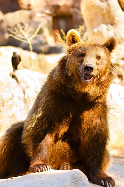 Ursus arctos — Foto de Stock
