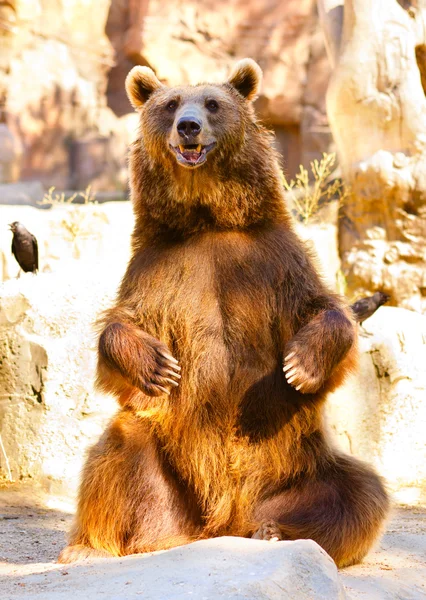 Ursus arctos — Fotografia de Stock
