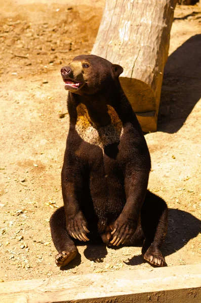 Urso-sol — Fotografia de Stock