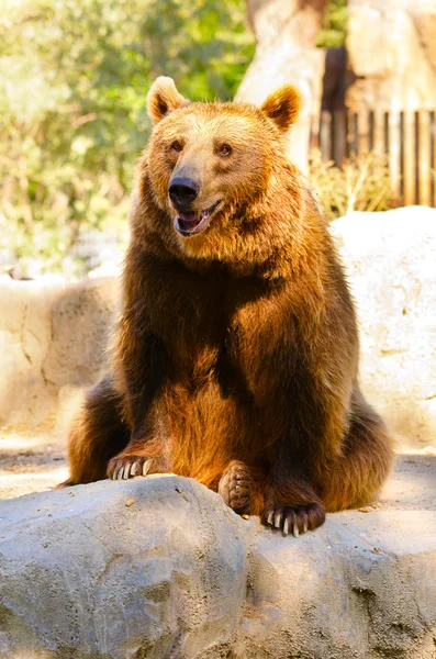 Ursus arctos — Fotografia de Stock