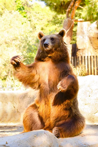 熊类 arctos — 图库照片