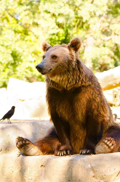熊类 arctos — 图库照片