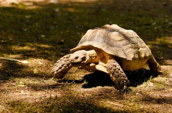 Stock image Turtle