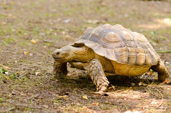 Stock image Turtle