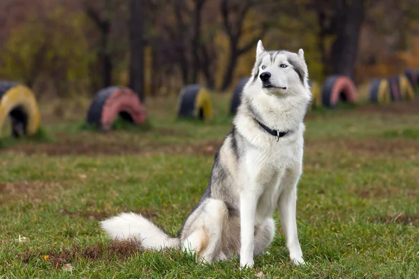 Siberian husky — Stockfoto